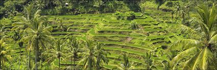 Rice Terraces - Bali (PBH4 00 16581)